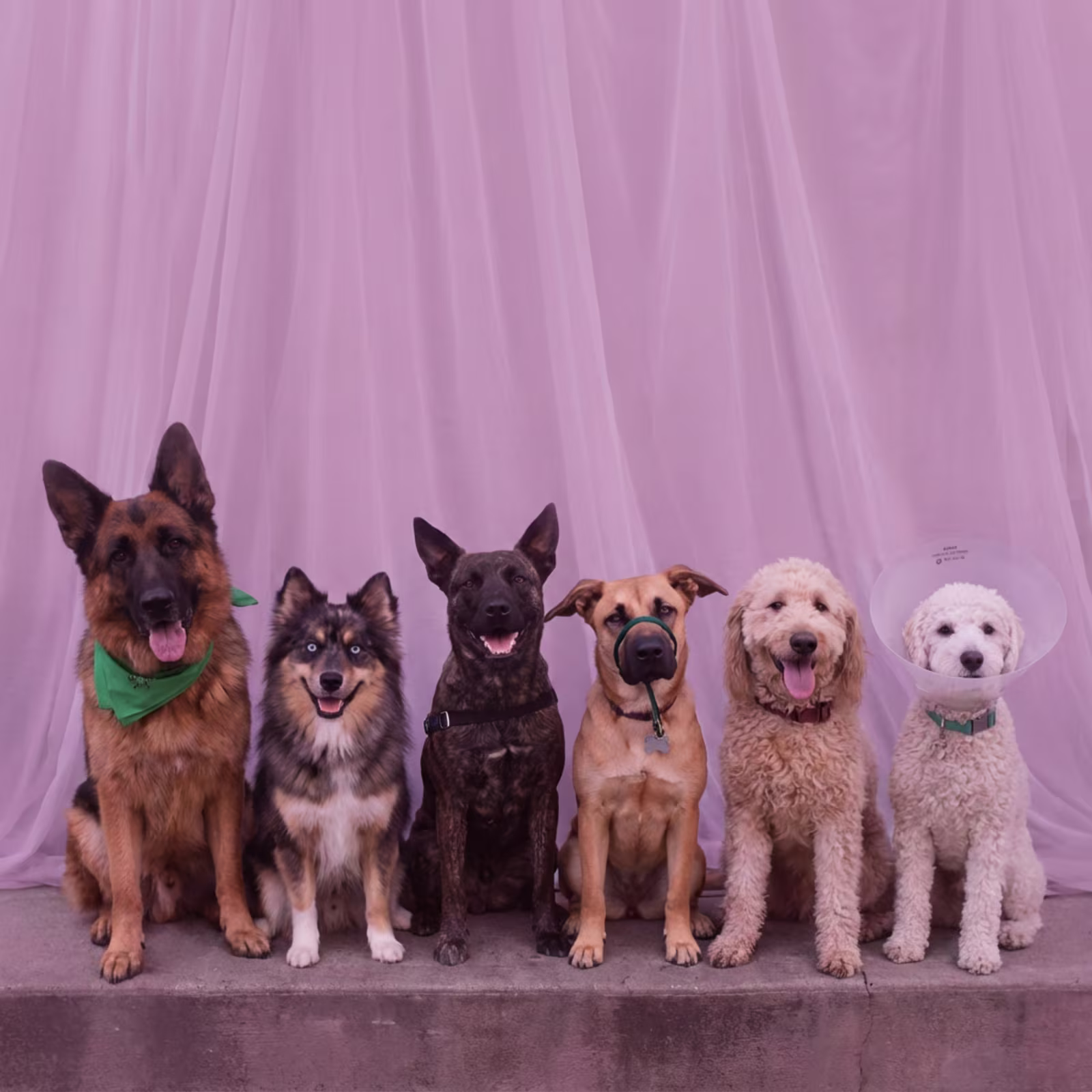 Professional pet sitter with pets